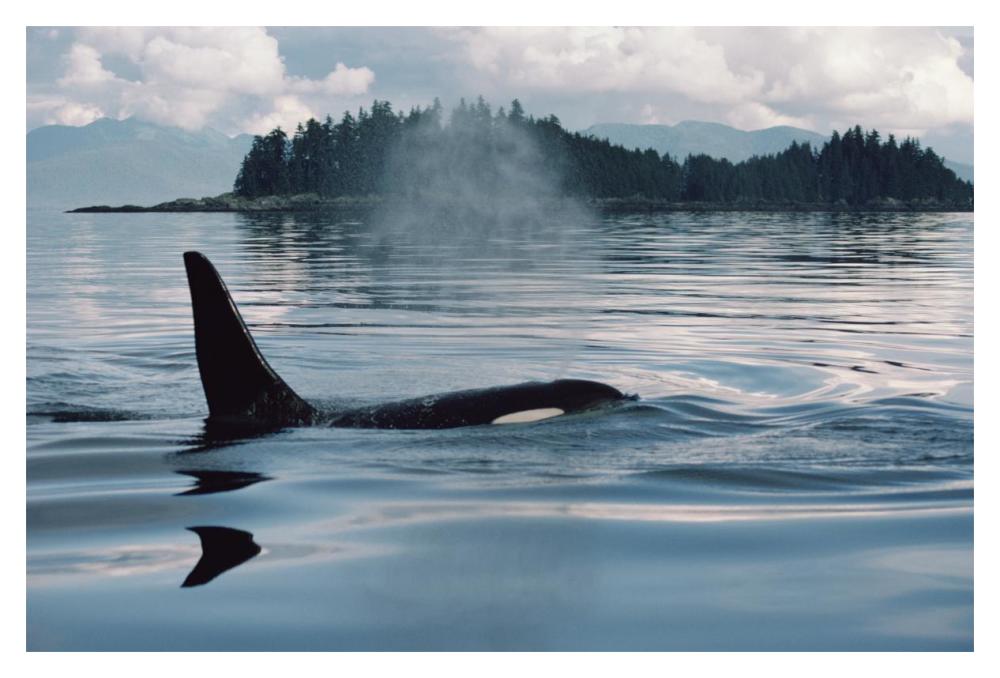 Orca surfacing, Johnstone Strait, British Columbia, Canada-Paper Art-20"x14"