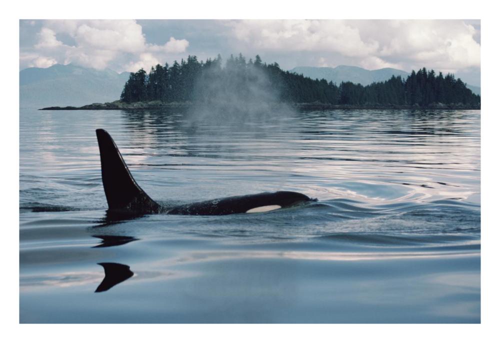 Orca surfacing, Johnstone Strait, British Columbia, Canada-Paper Art-26"x18"