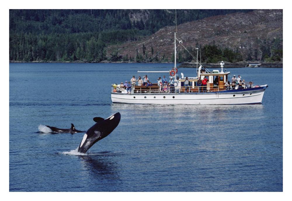 Orca leaping before whale watchers, Johnstone Strait, Vancouver Island, Canada-Paper Art-32"x22"