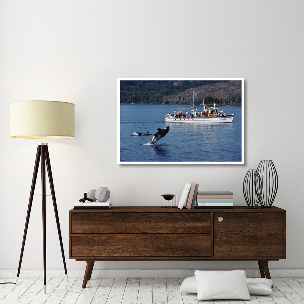 Orca leaping before whale watchers, Johnstone Strait, Vancouver Island, Canada-Paper Art-50&quotx34"