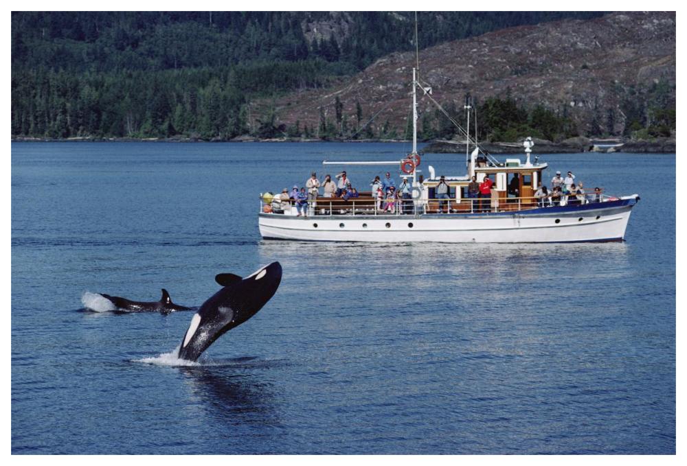 Orca leaping before whale watchers, Johnstone Strait, Vancouver Island, Canada-Paper Art-62"x42"