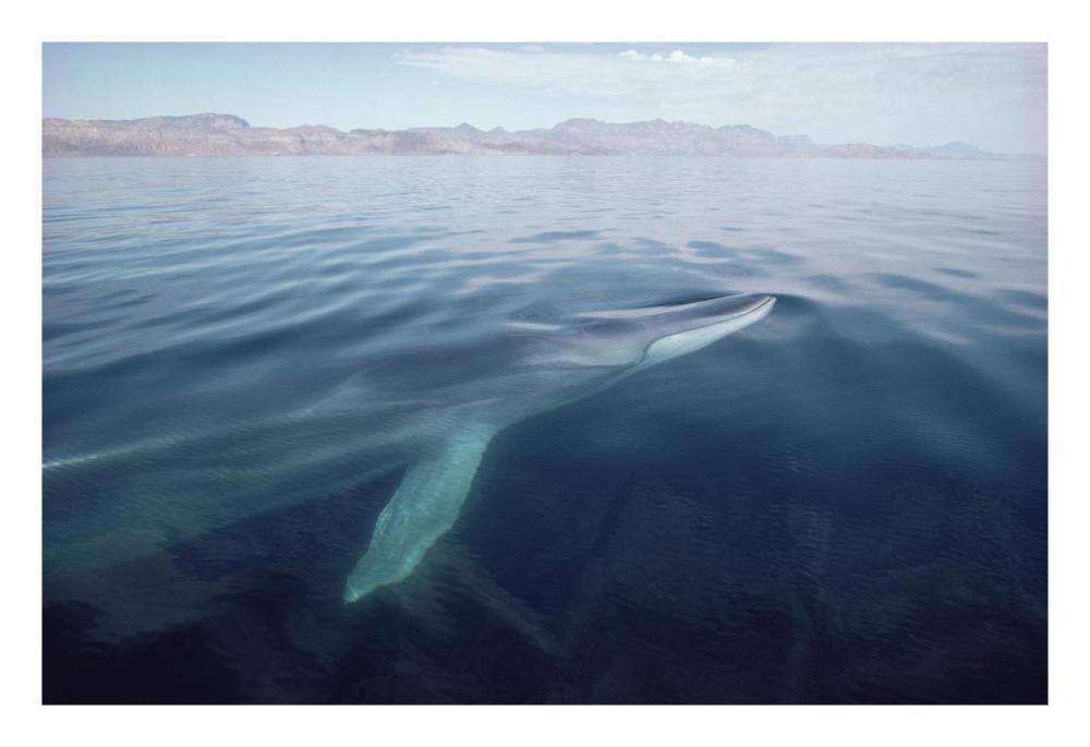 Fin Whale surfacing, Baja California, Mexico-Paper Art-26"x18"