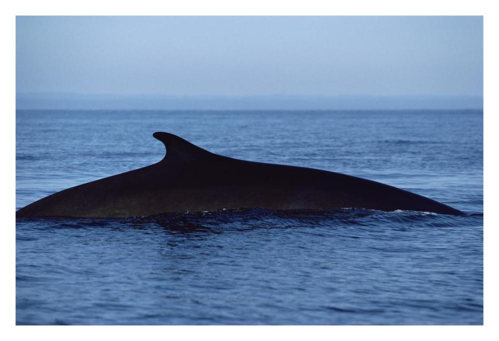 Fin Whale silhouetted dorsal fin, Baja California, Mexico-Paper Art-32"x22"