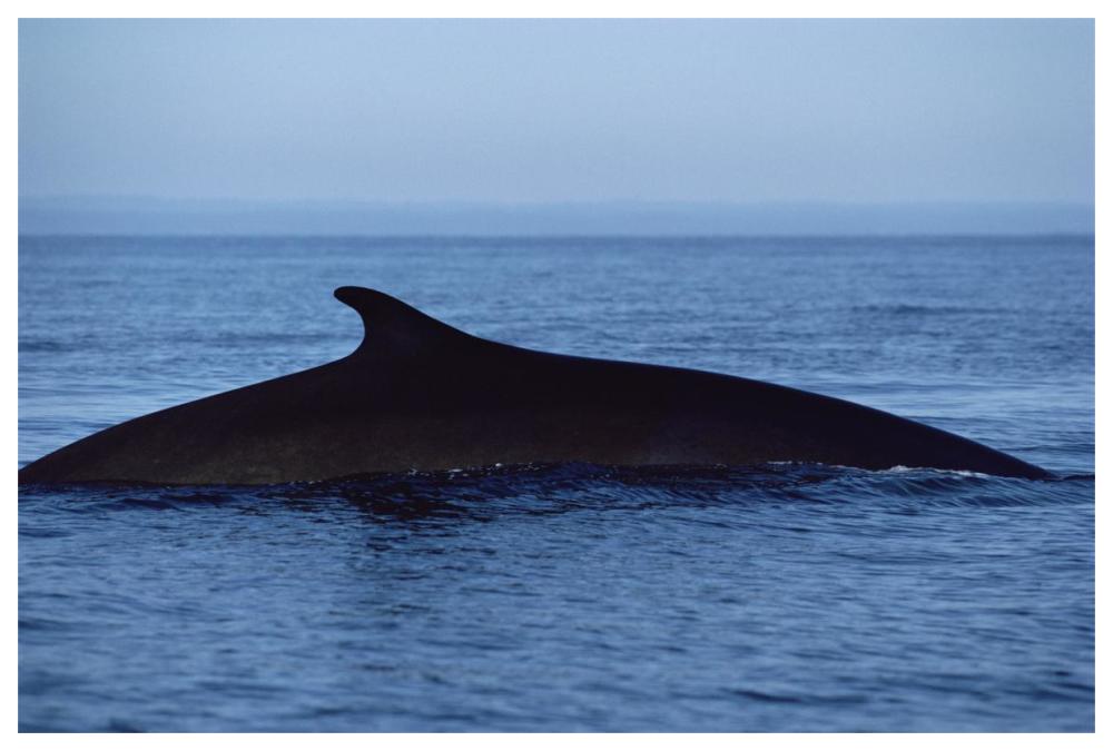 Fin Whale silhouetted dorsal fin, Baja California, Mexico-Paper Art-62"x42"