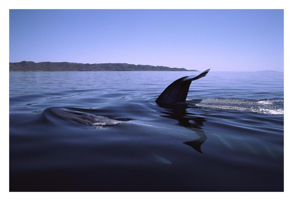 Fin Whale pair surfacing, Sea of Cortez, Mexico-Paper Art-32"x22"