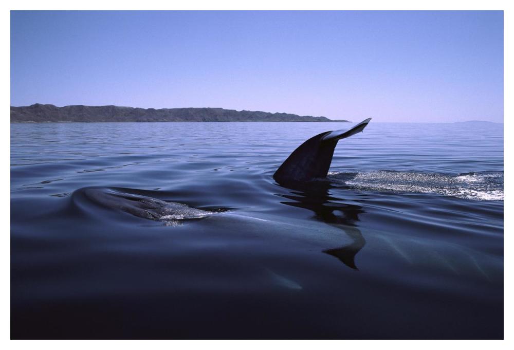 Fin Whale pair surfacing, Sea of Cortez, Mexico-Paper Art-50"x34"