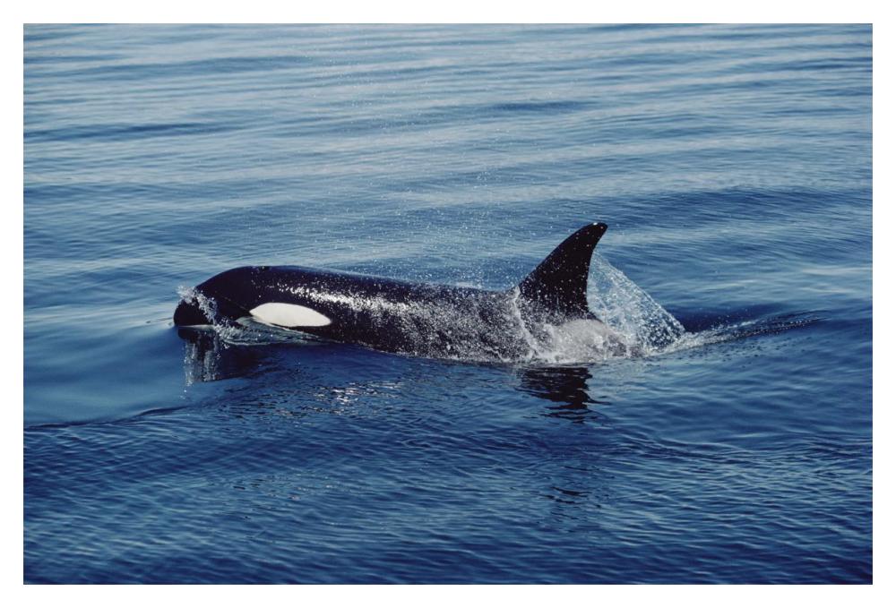 Orca surfacing, Johnstone Strait, British Columbia, Canada-Paper Art-20"x14"