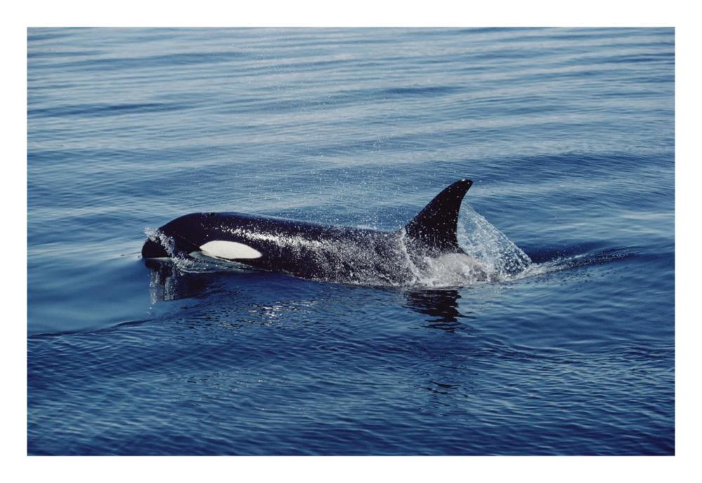Orca surfacing, Johnstone Strait, British Columbia, Canada-Paper Art-26"x18"