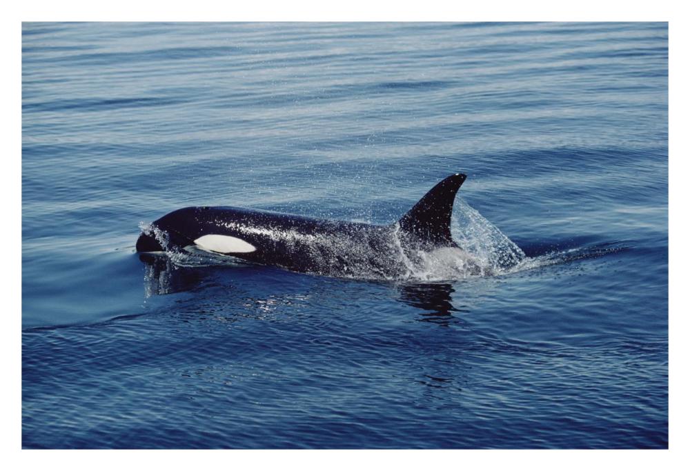Orca surfacing, Johnstone Strait, British Columbia, Canada-Paper Art-32"x22"