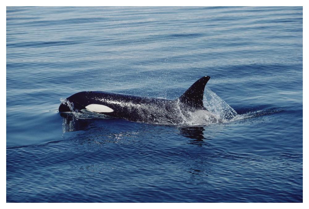 Orca surfacing, Johnstone Strait, British Columbia, Canada-Paper Art-50"x34"