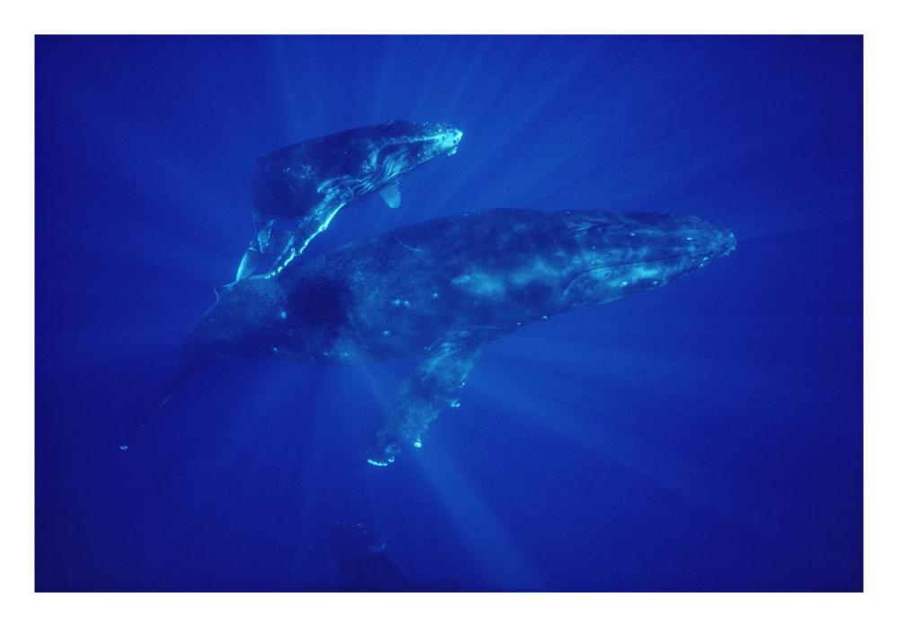 Humpback Whale mother and calf, Hawaii-Paper Art-26"x18"