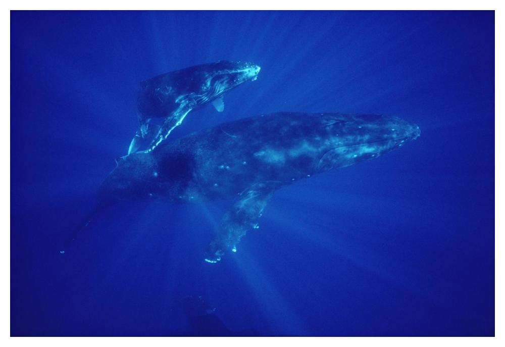 Humpback Whale mother and calf, Hawaii-Paper Art-50"x34"