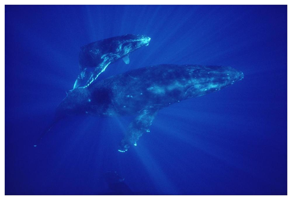 Humpback Whale mother and calf, Hawaii-Paper Art-62"x42"