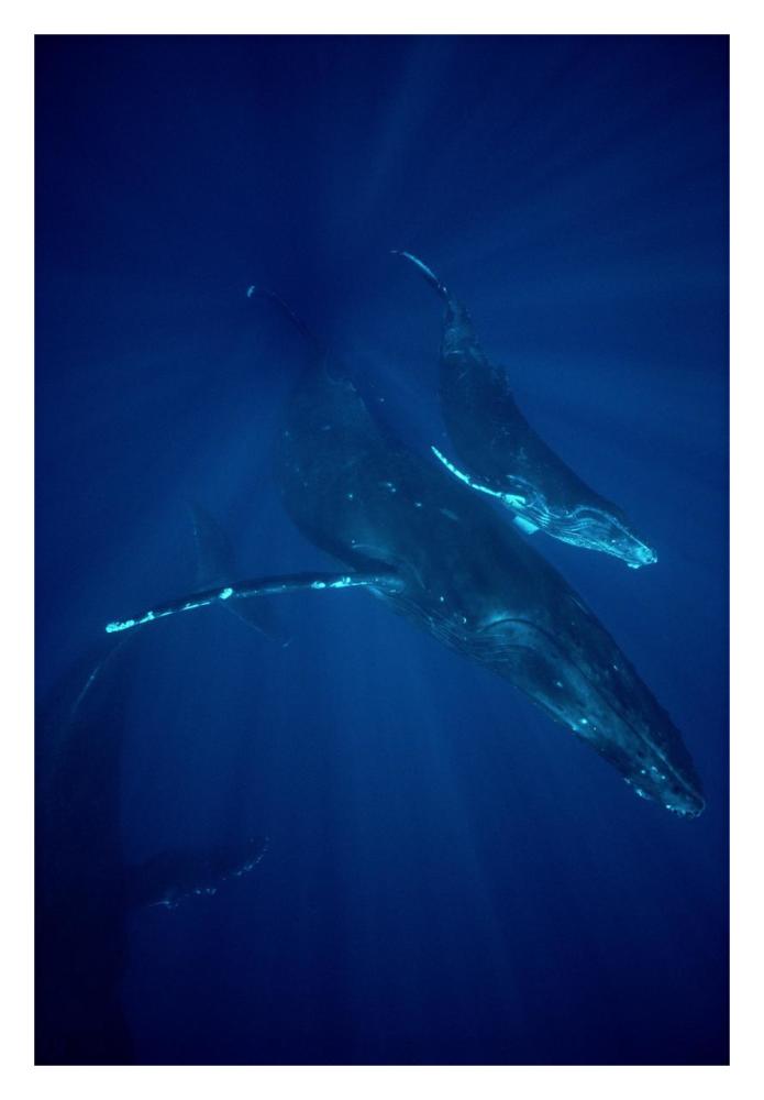 Humpback Whale mother and calf, Hawaii-Paper Art-22"x32"