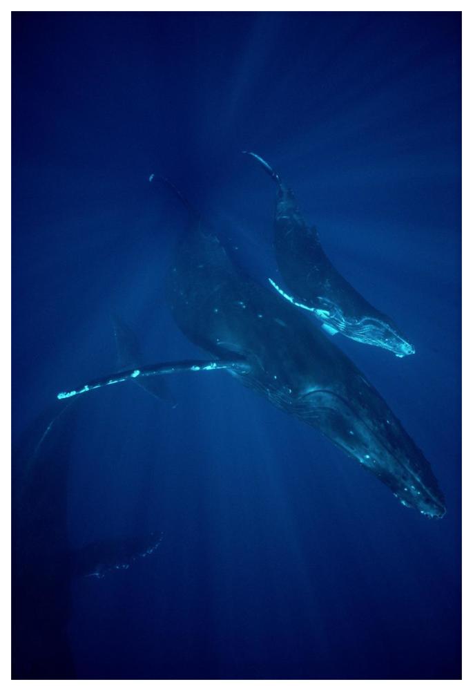 Humpback Whale mother and calf, Hawaii-Paper Art-42"x62"
