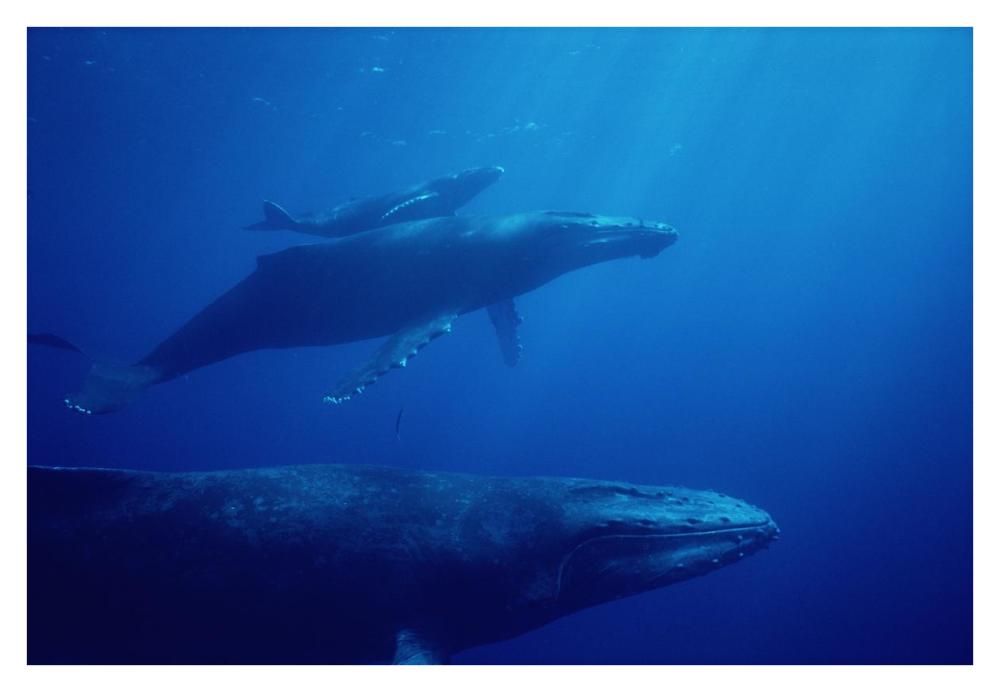 Humpback Whale mother and calf with male escort in foreground, Hawaii-Paper Art-38"x26"