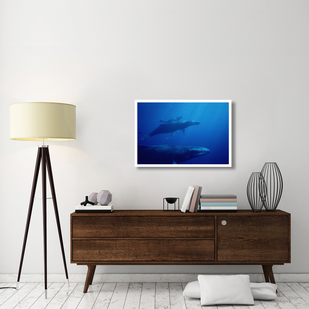 Humpback Whale mother and calf with male escort in foreground, Hawaii-Paper Art-38&quotx26"