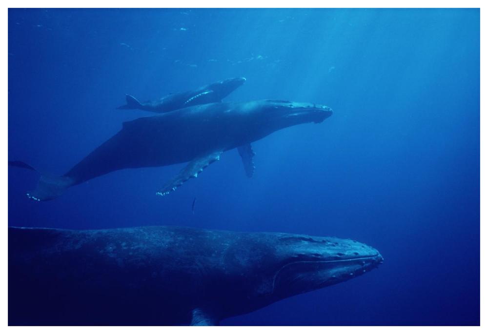 Humpback Whale mother and calf with male escort in foreground, Hawaii-Paper Art-62"x42"