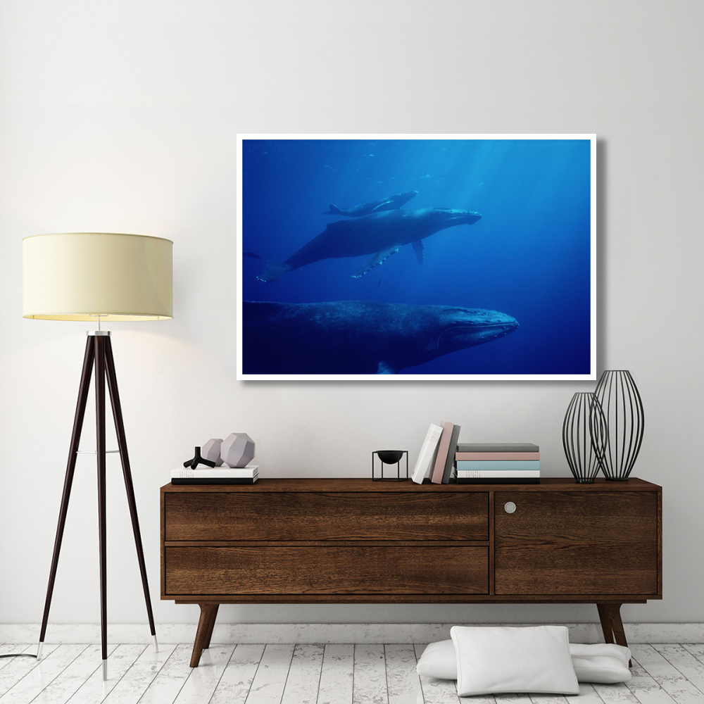 Humpback Whale mother and calf with male escort in foreground, Hawaii-Paper Art-62&quotx42"