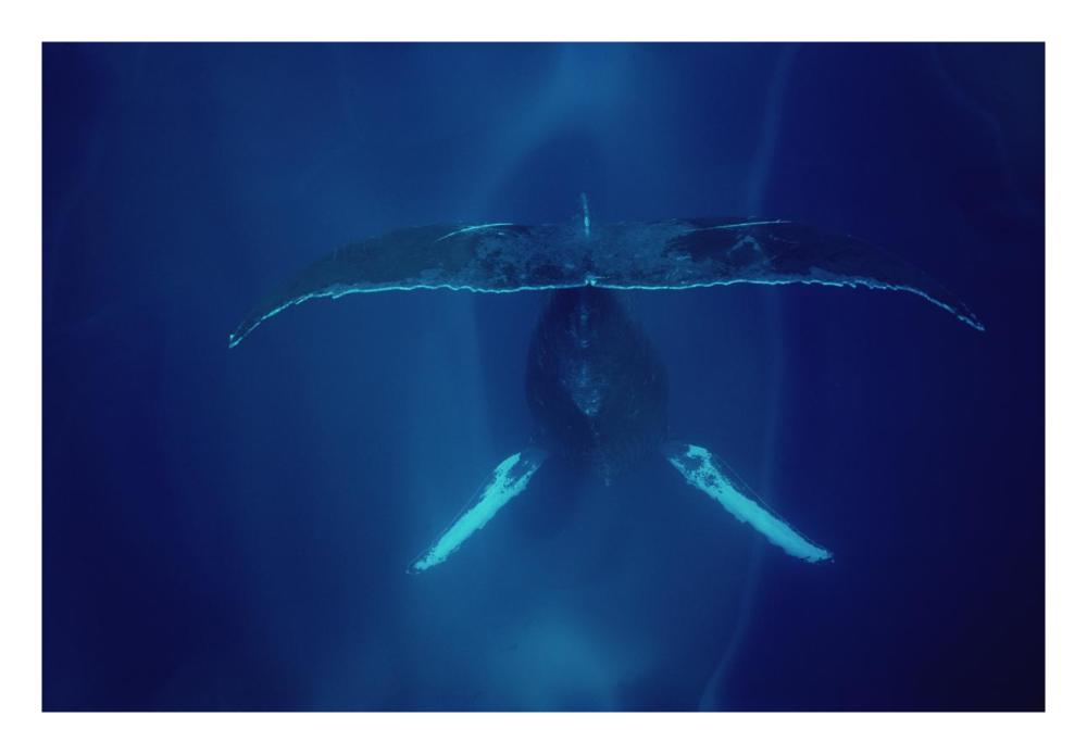 Humpback Whale singing, Maui-Paper Art-26"x18"