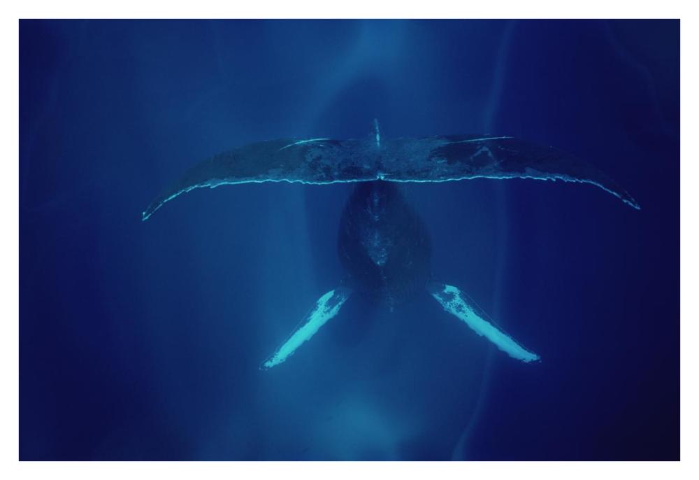 Humpback Whale singing, Maui-Paper Art-38"x26"
