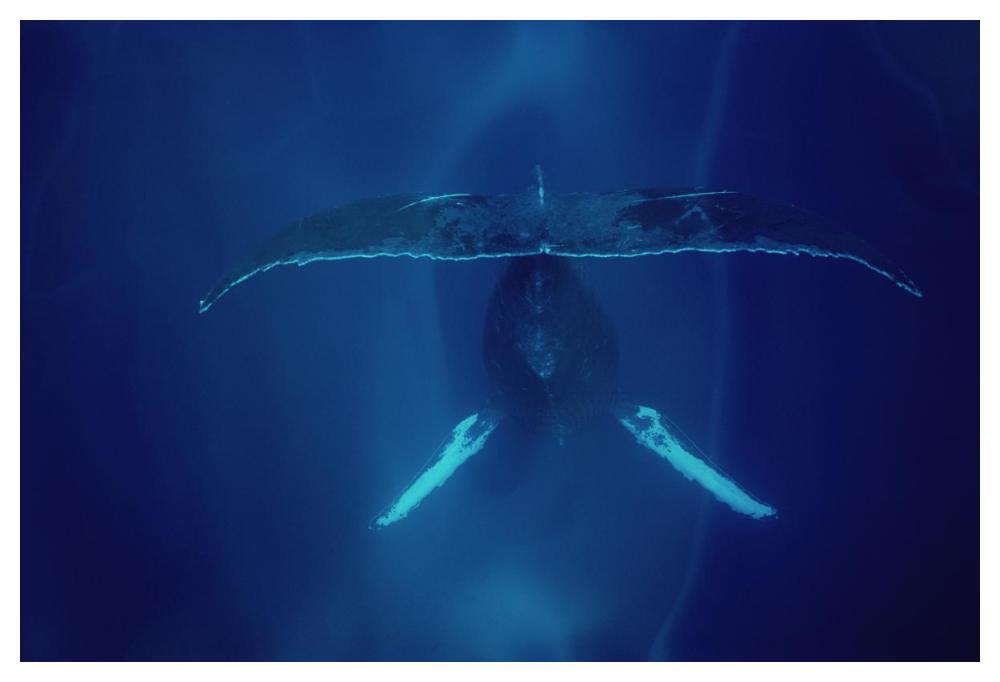 Humpback Whale singing, Maui-Paper Art-50"x34"