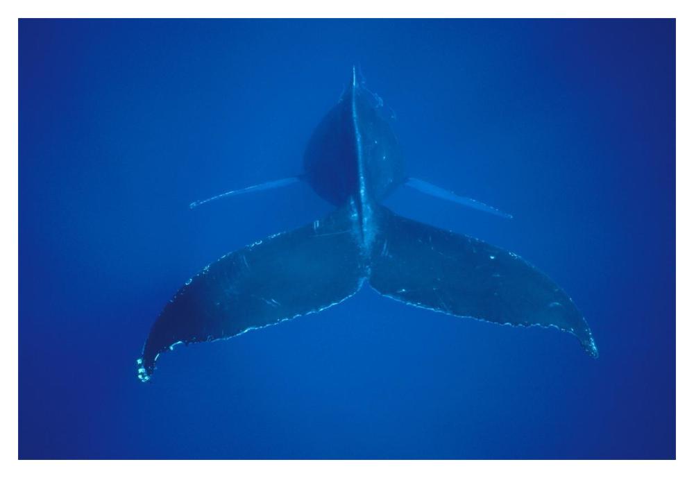 Humpback Whale view of tail, Hawaii-Paper Art-20"x14"