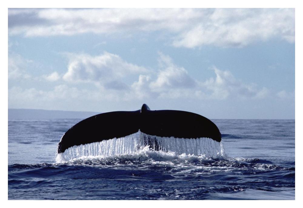 Humpback Whale tail-Paper Art-20"x14"