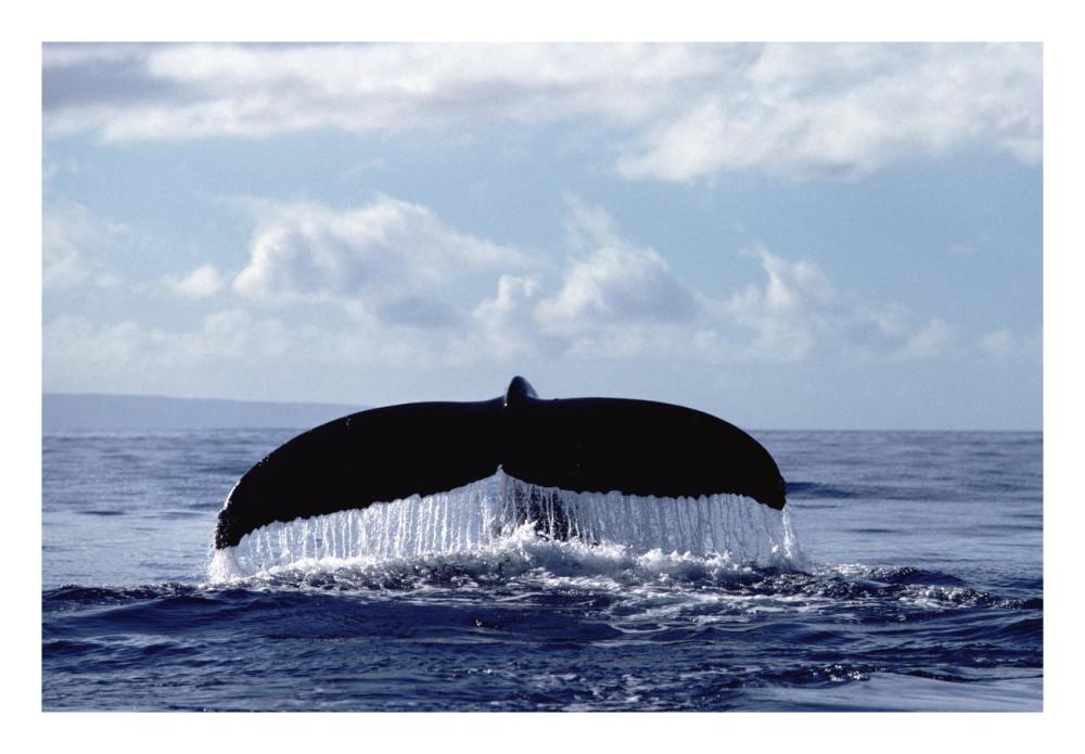 Humpback Whale tail-Paper Art-26"x18"