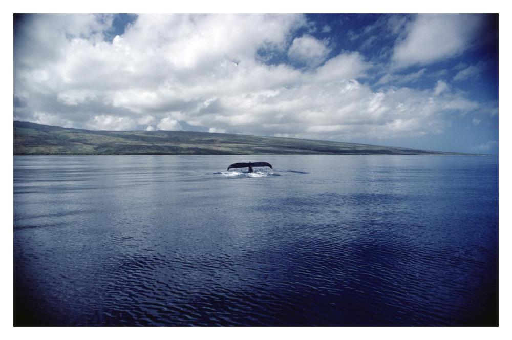 Humpback Whale tail slap, Hawaii-Paper Art-20"x14"