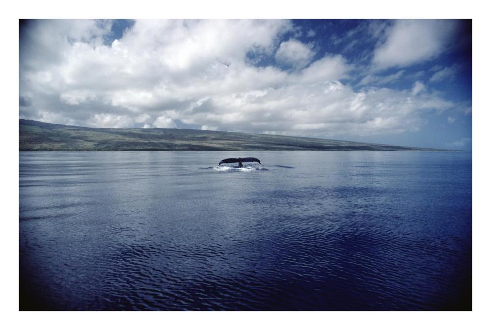 Humpback Whale tail slap, Hawaii-Paper Art-26"x18"