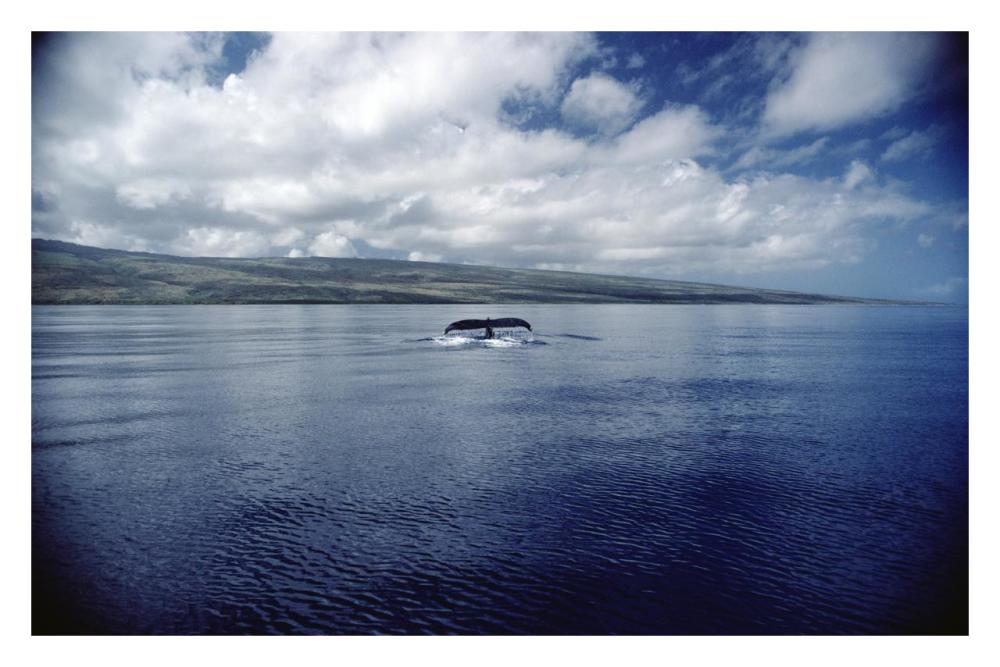 Humpback Whale tail slap, Hawaii-Paper Art-32"x22"