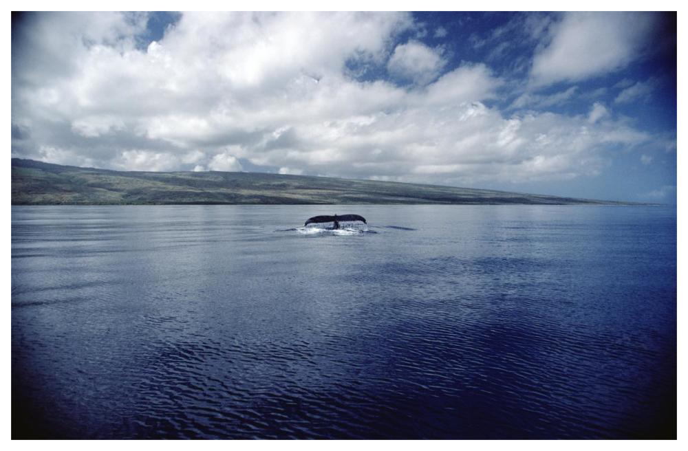 Humpback Whale tail slap, Hawaii-Paper Art-62"x42"