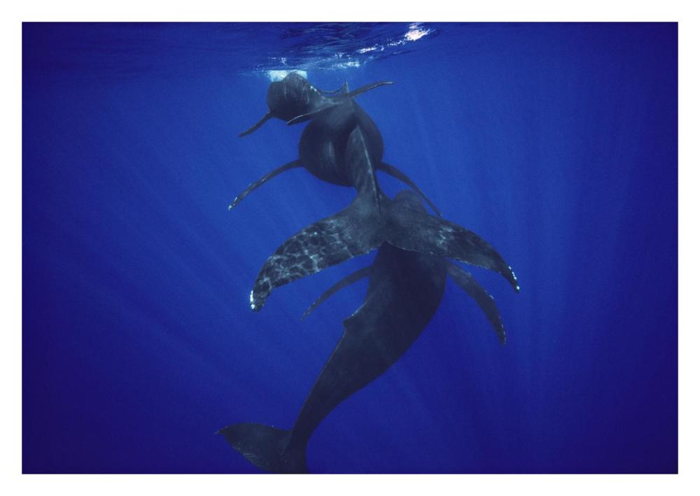Humpback Whale calf, mother, and male escort, Maui, Hawaii-Paper Art-32"x22"