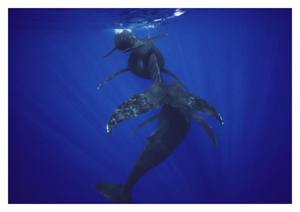 Humpback Whale calf, mother, and male escort, Maui, Hawaii-Paper Art-38"x26"