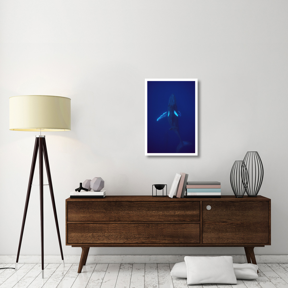 Humpback Whale calf riding the pressure wave created by its mother, Hawaii-Paper Art-22&quotx32"
