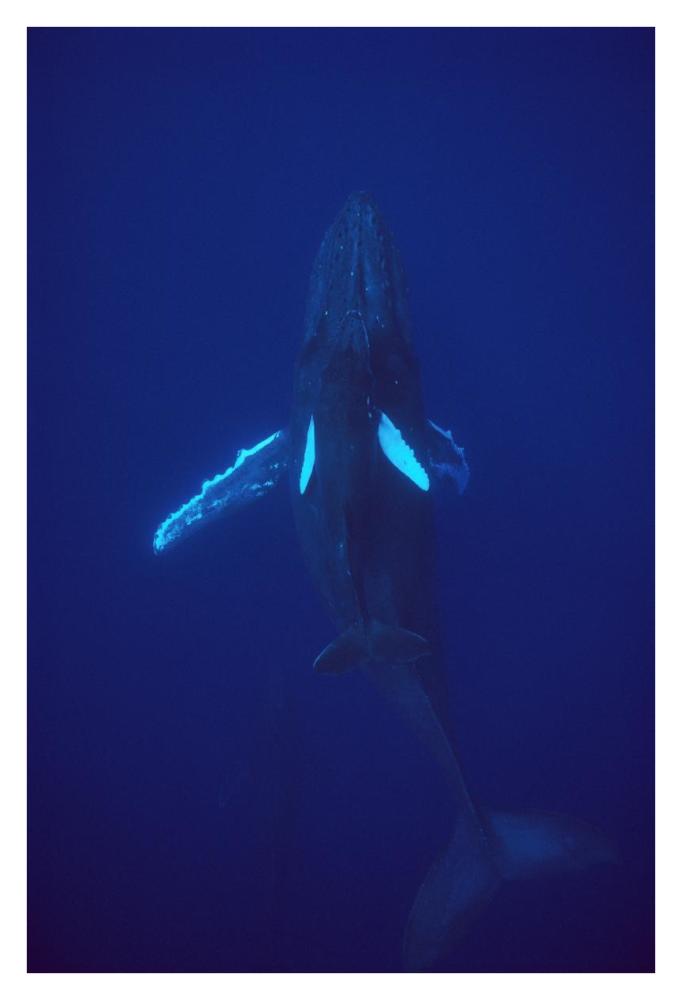 Humpback Whale calf riding the pressure wave created by its mother, Hawaii-Paper Art-26"x38"