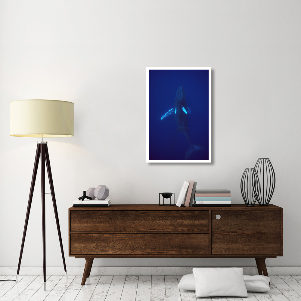 Humpback Whale calf riding the pressure wave created by its mother, Hawaii-Paper Art-26&quotx38"