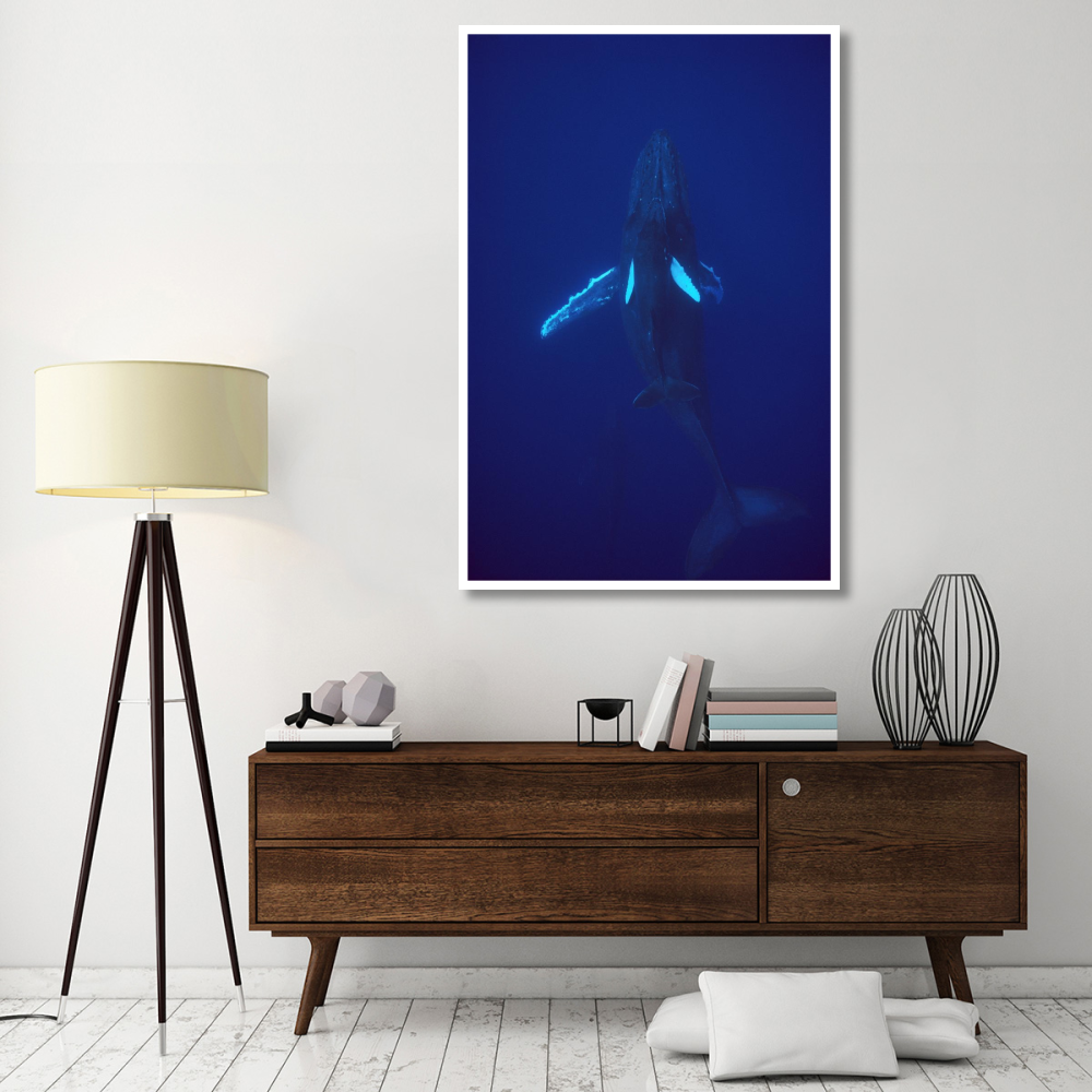 Humpback Whale calf riding the pressure wave created by its mother, Hawaii-Paper Art-42&quotx62"
