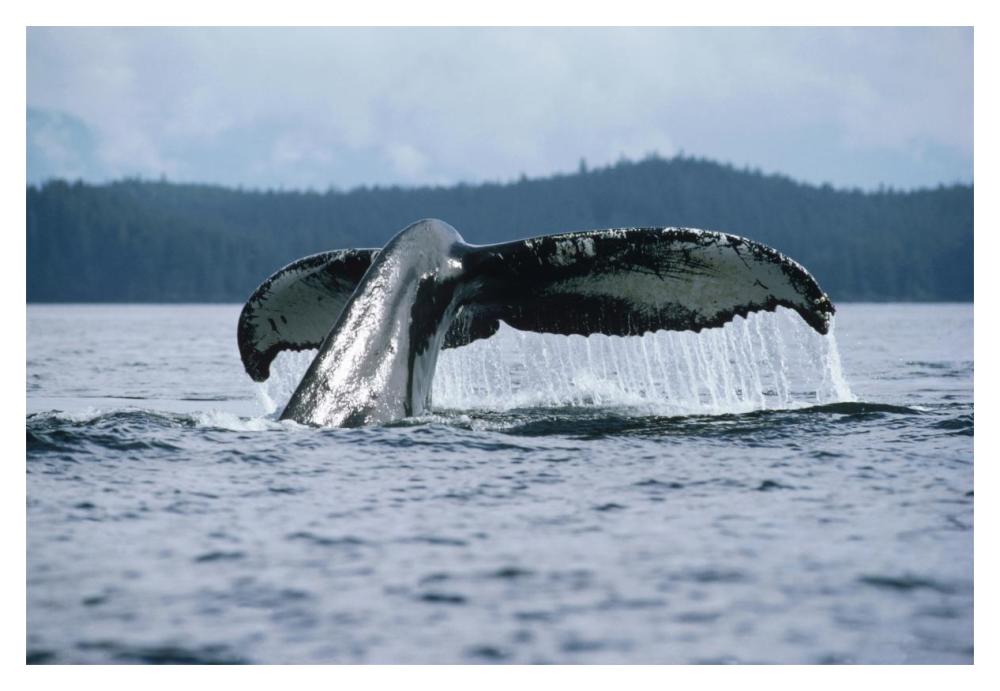 Humpback Whale tail, Alaska-Paper Art-20"x14"