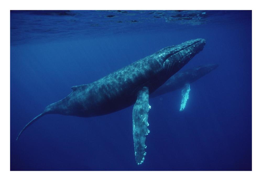 Humpback Whale pair underwater, Hawaii-Paper Art-26"x18"