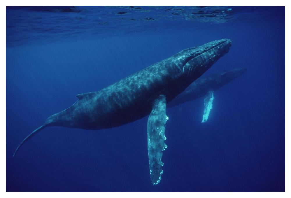 Humpback Whale pair underwater, Hawaii-Paper Art-50"x34"