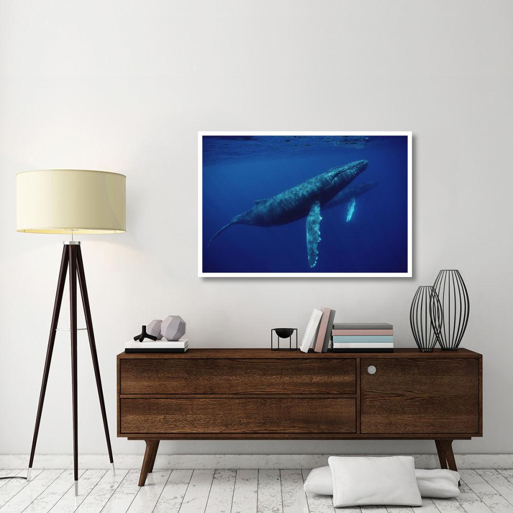 Humpback Whale pair underwater, Hawaii-Paper Art-50&quotx34"