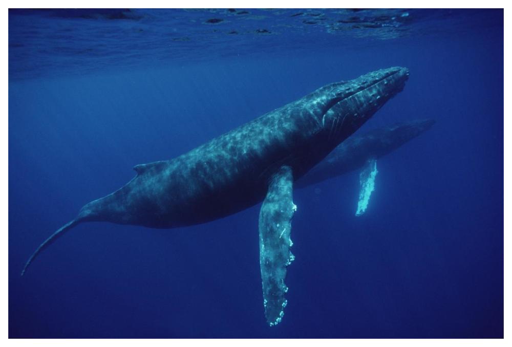 Humpback Whale pair underwater, Hawaii-Paper Art-62"x42"