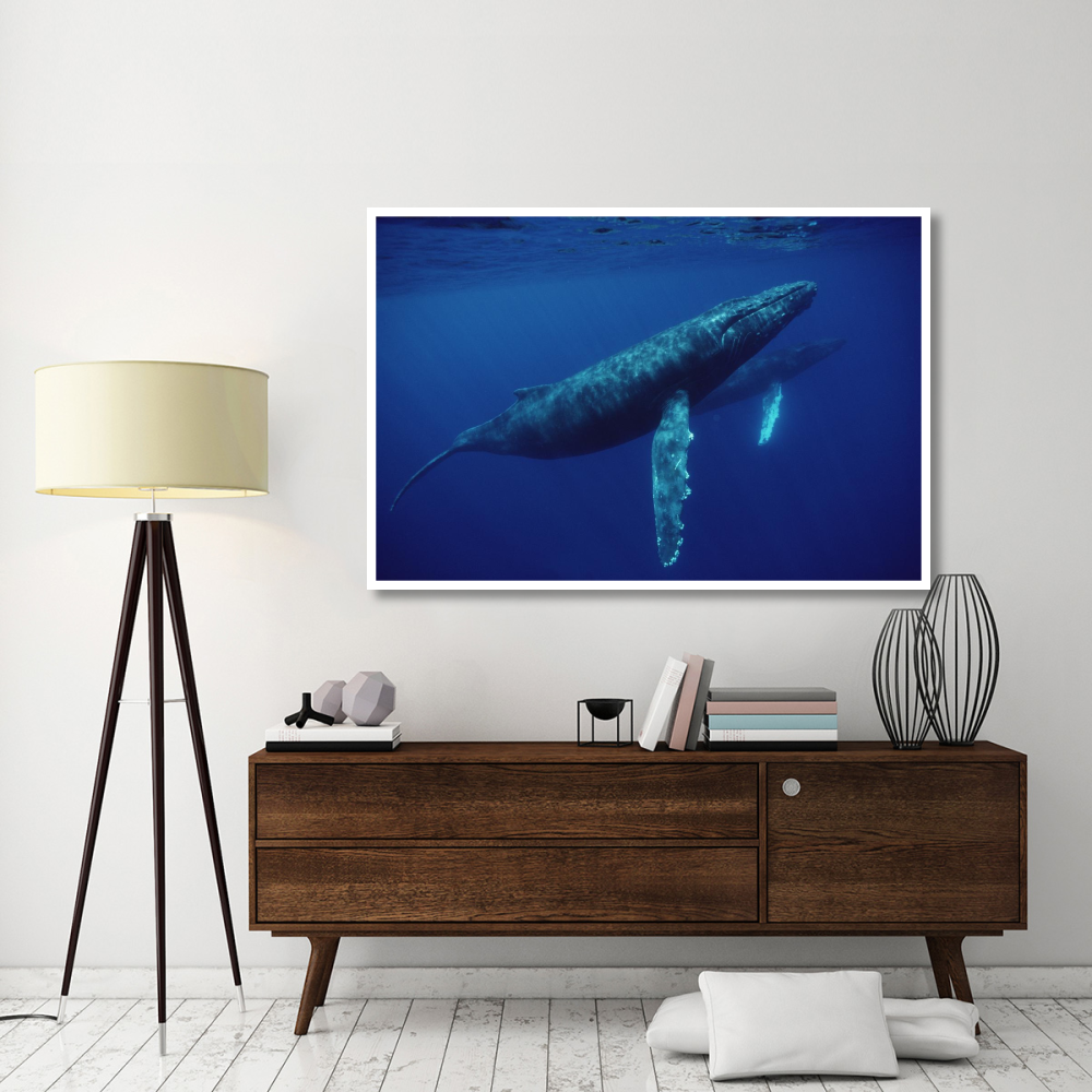 Humpback Whale pair underwater, Hawaii-Paper Art-62&quotx42"