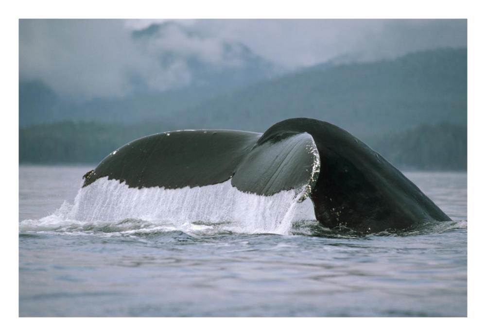 Humpback Whale tail, Alaska-Paper Art-26"x18"