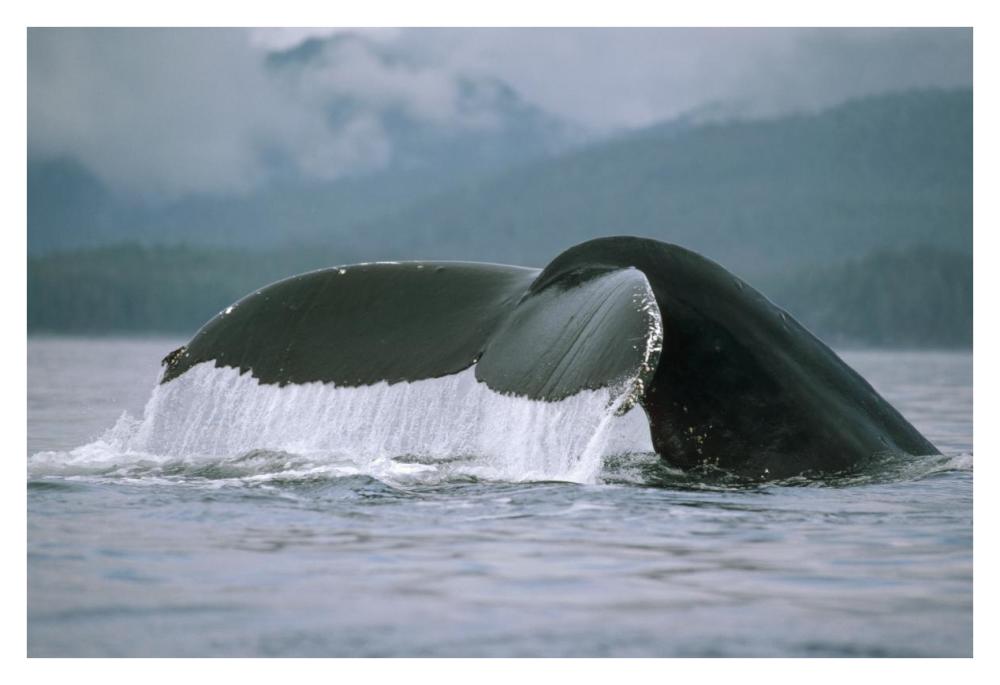 Humpback Whale tail, Alaska-Paper Art-38"x26"