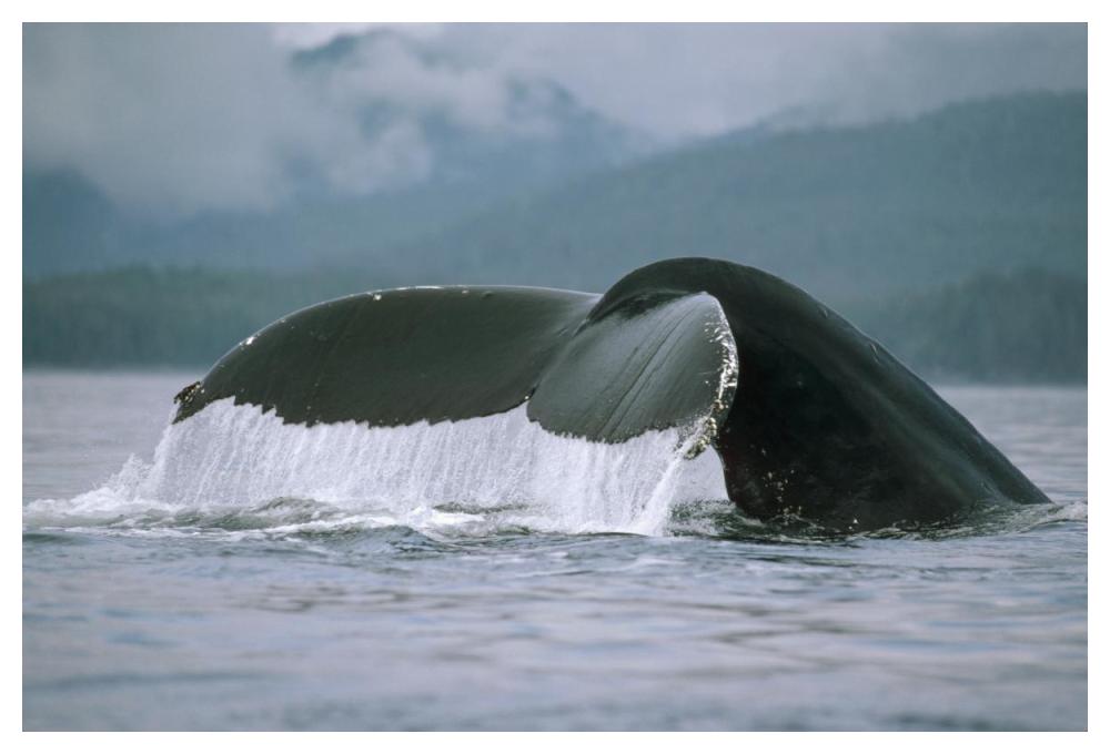 Humpback Whale tail, Alaska-Paper Art-50"x34"