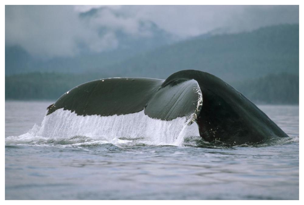 Humpback Whale tail, Alaska-Paper Art-62"x42"