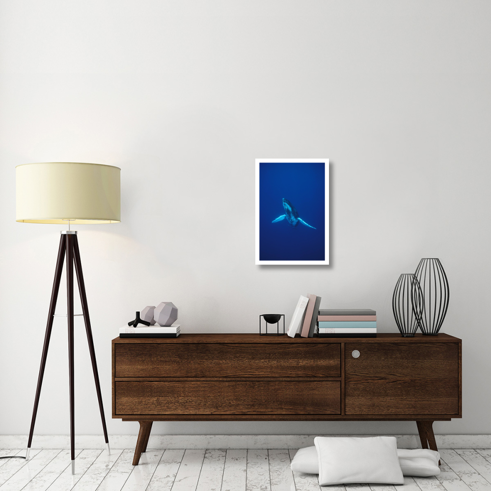 Humpback Whale underwater portrait, Kona coast, Hawaii-Paper Art-18&quotx26"